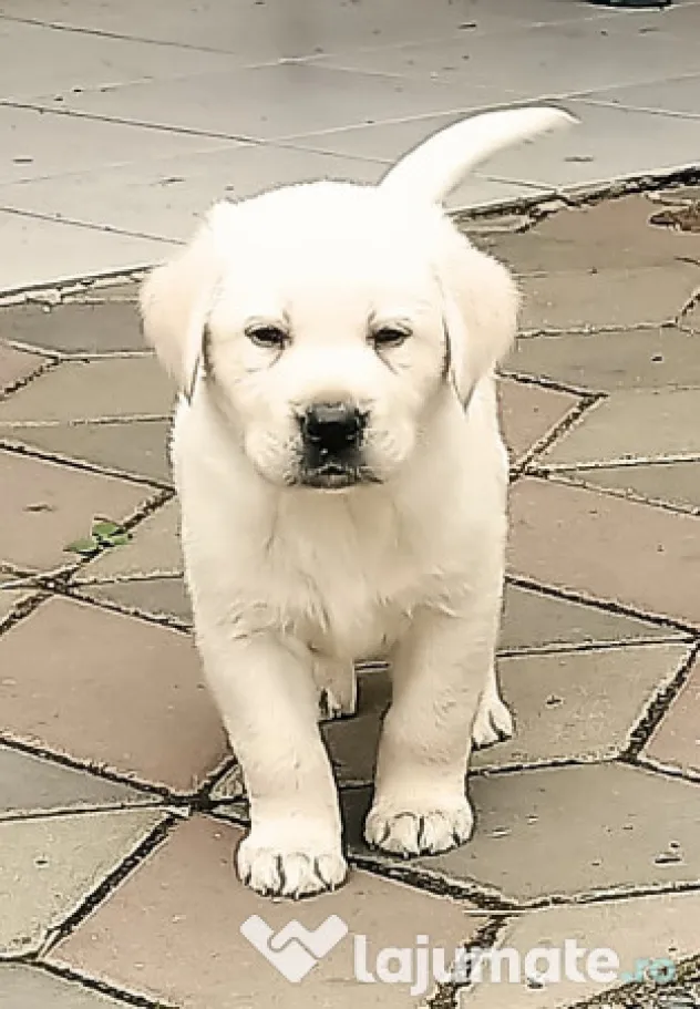 Labrador retriever cu pedigree fci