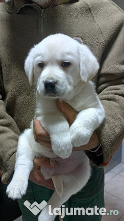 Labrador retriever cu pedigree fci