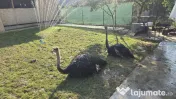 Struți africani baiat si fata 