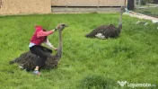 Struți africani baiat si fata 