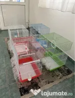 Colivii papagali diferite dimensiuni
