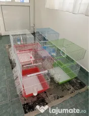 Colivii papagali diferite dimensiuni