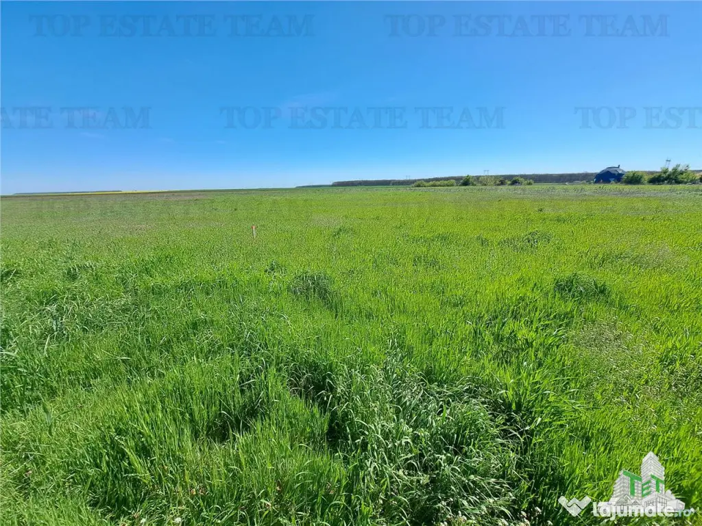 Loturi teren de Branesti/Vadu Anei