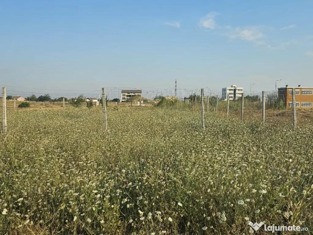 Teren Veterani/ colt