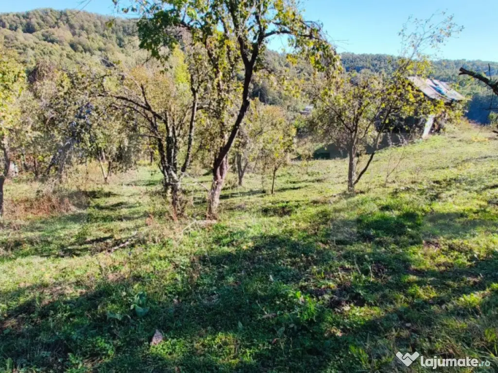 Teren cu priveliște superba , livadă și potențial căsu? 