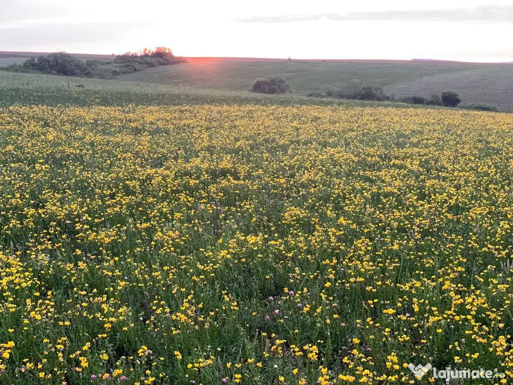 Teren arabil de 630 hectare în Galați