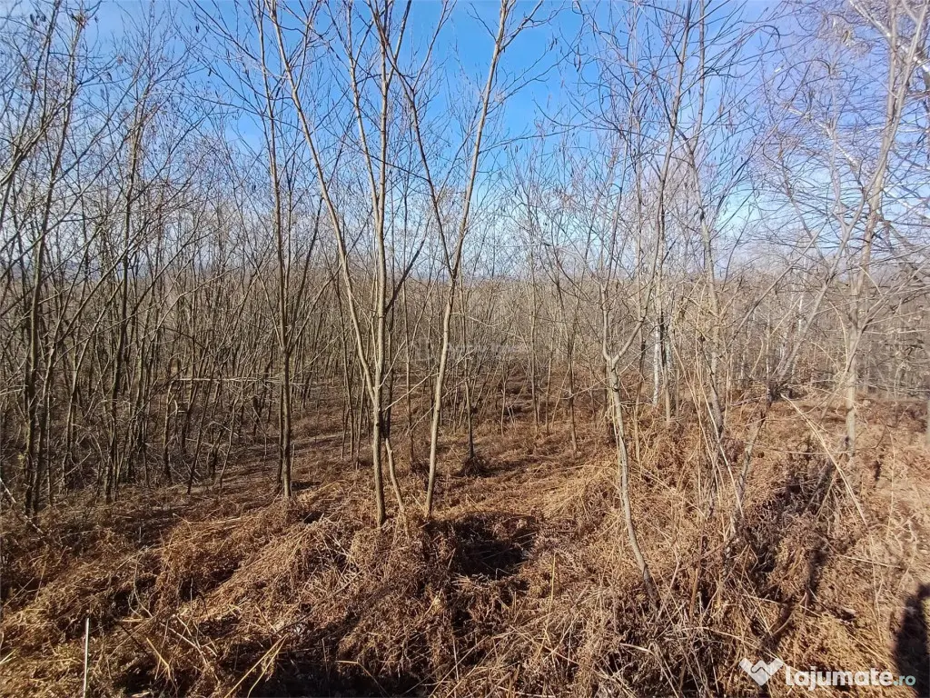 Resita, Teren Extravilan, Pretabil pentru Fotovoltaice, 1726 