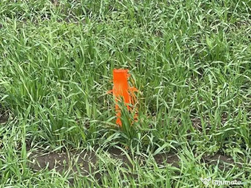 Terenuri Industriale 2000-5000mp Magurele-Buda 