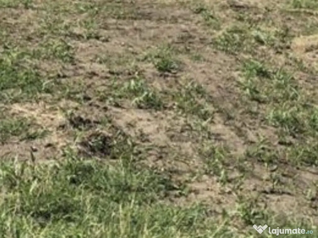 Terenuri Industriale 2000-5000mp Magurele-Buda 