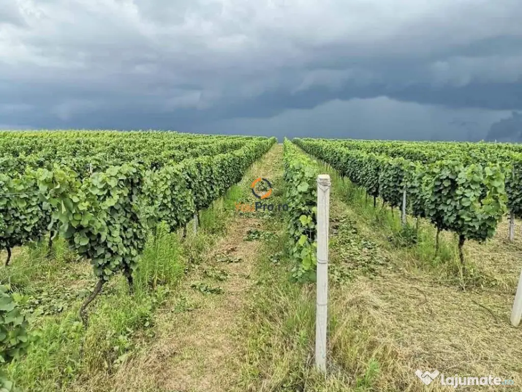 Afacere Investitie Vie 4 Hectare 40 km de Oradea 