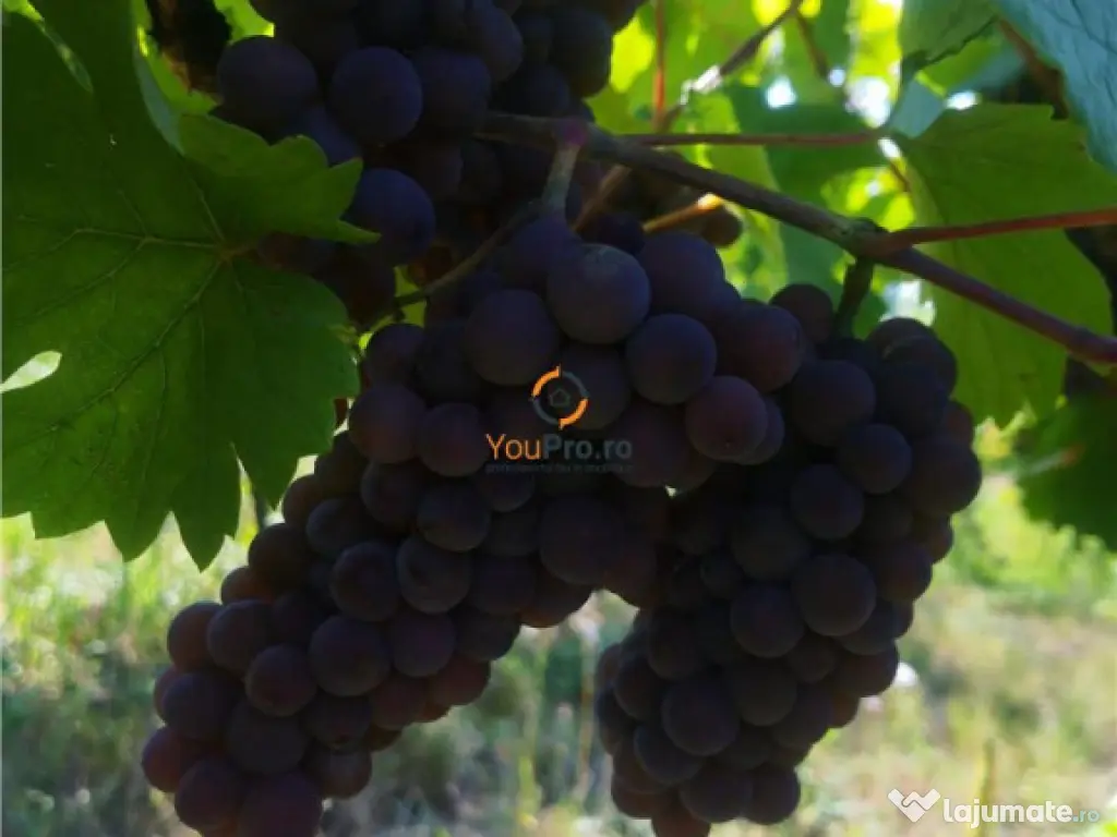 Afacere Investitie Vie 4 Hectare 40 km de Oradea 