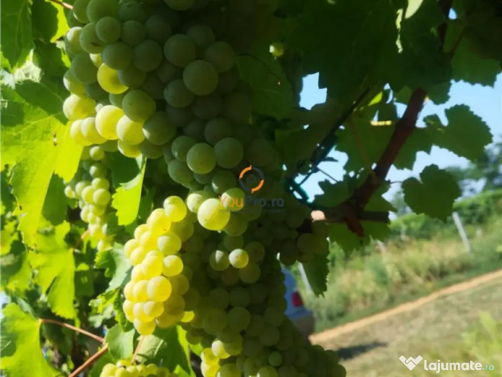 Afacere Investitie Vie 4 Hectare 40 km de Oradea 