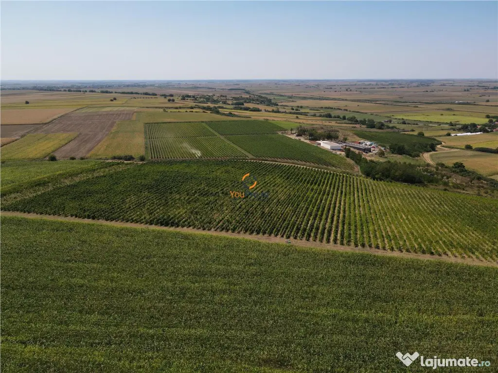 Afacere Investitie Vie 4 Hectare 40 km de Oradea 