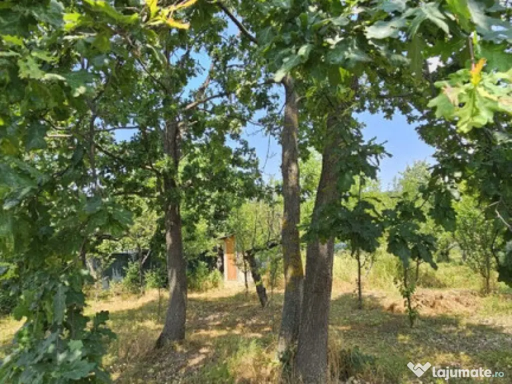 Intravilan 480 mp , loc de casa , zona padure Baicoi Prahova