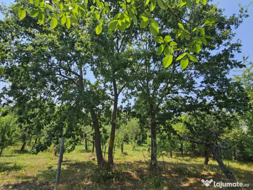 Intravilan 480 mp , loc de casa , zona padure Baicoi Prahova