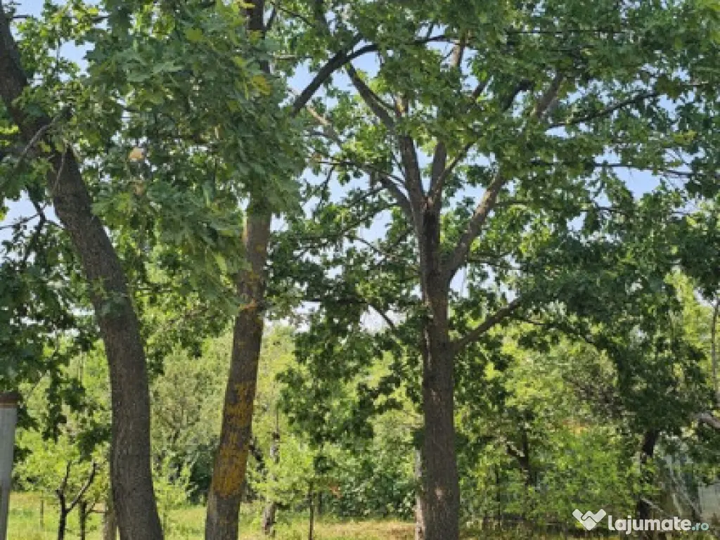 Intravilan 480 mp , loc de casa , zona padure Baicoi Prahova