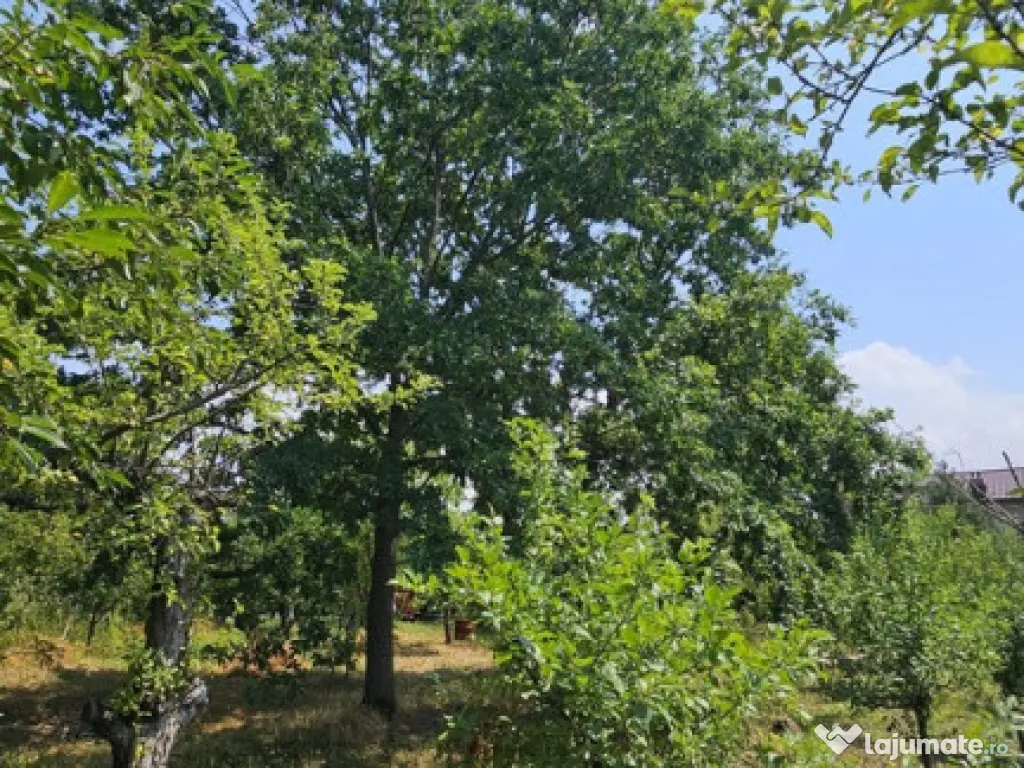 Intravilan 480 mp , loc de casa , zona padure Baicoi Prahova