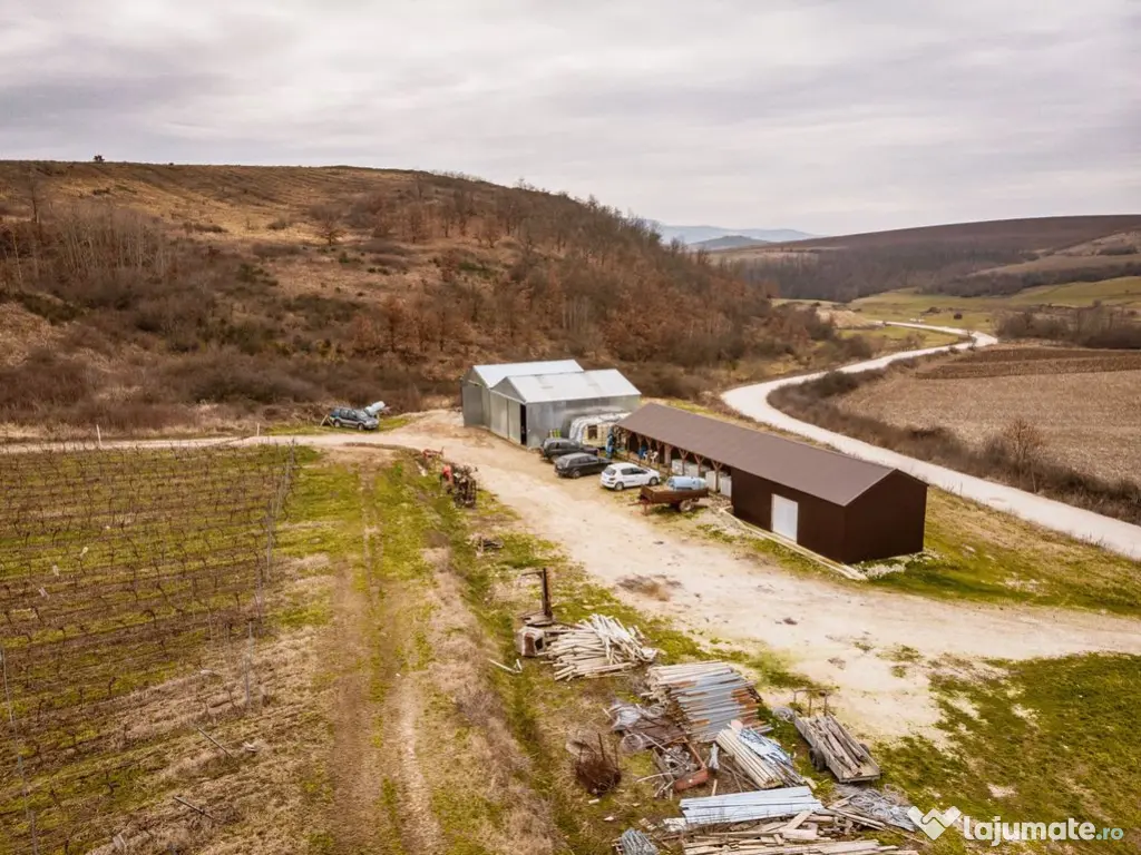 Vie de 115 Hectare în satul Dud, județul Arad 