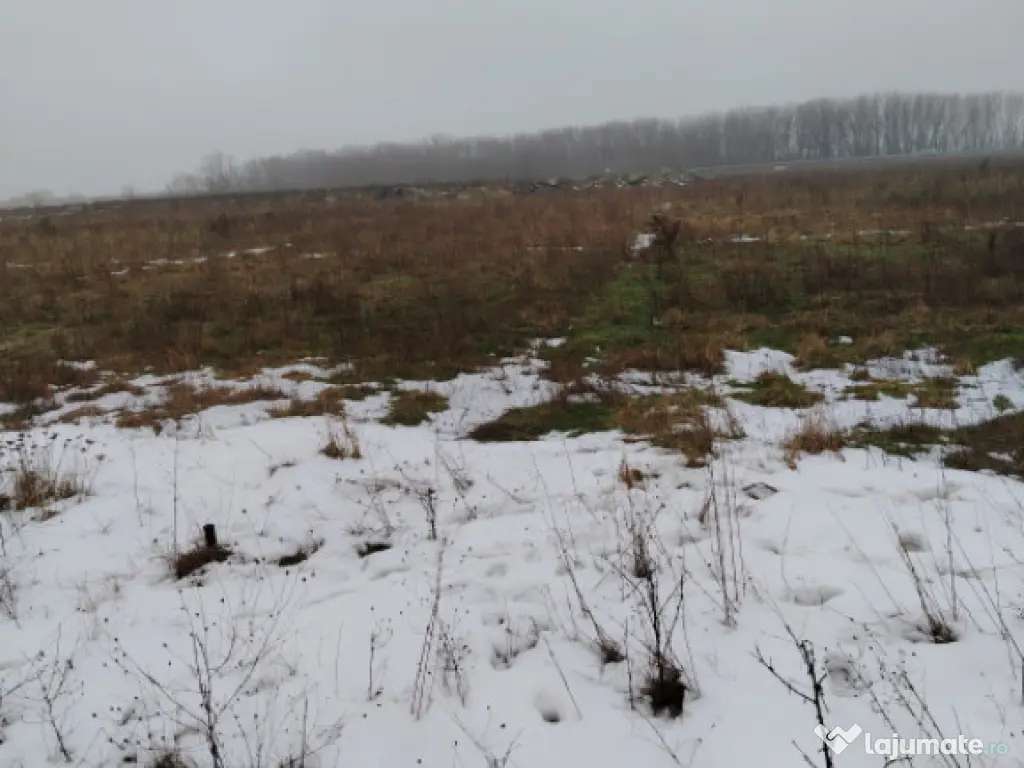 Teren 1000 mp, Cârcea, front 11,57m