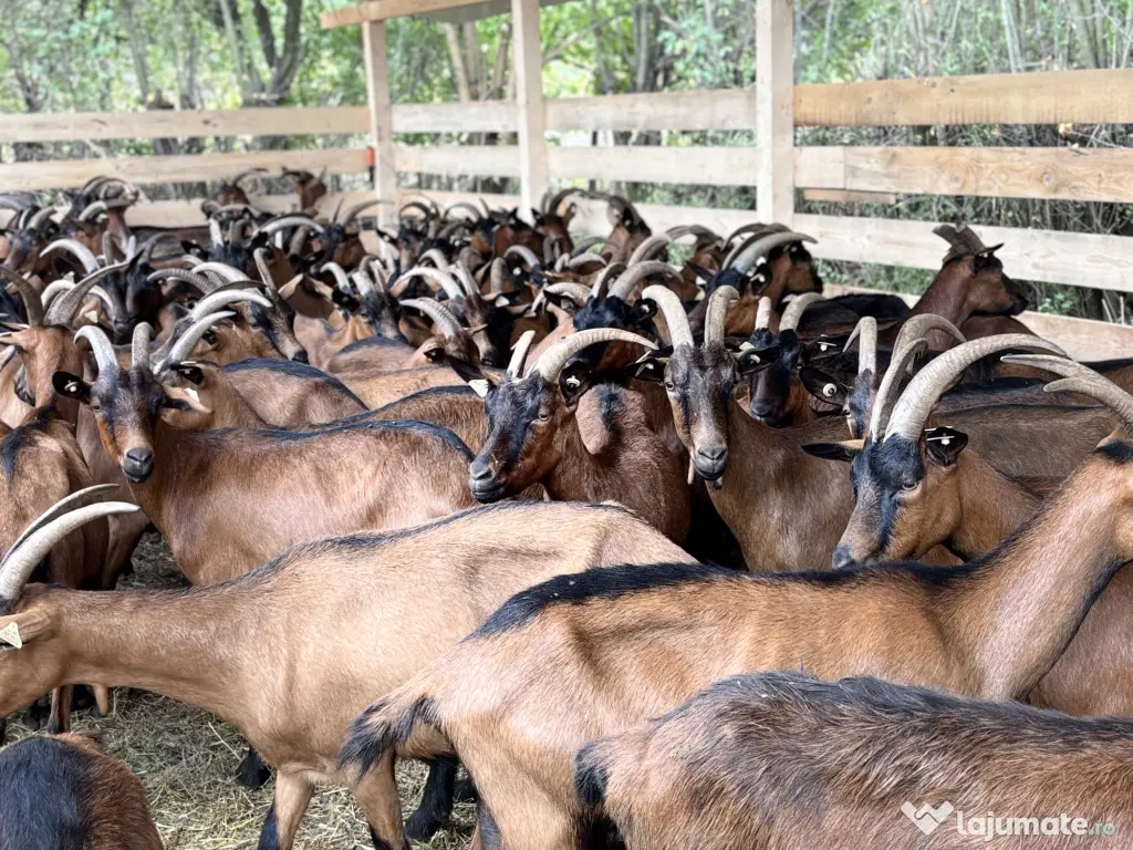 Lot capre alpine franceze si saanen 