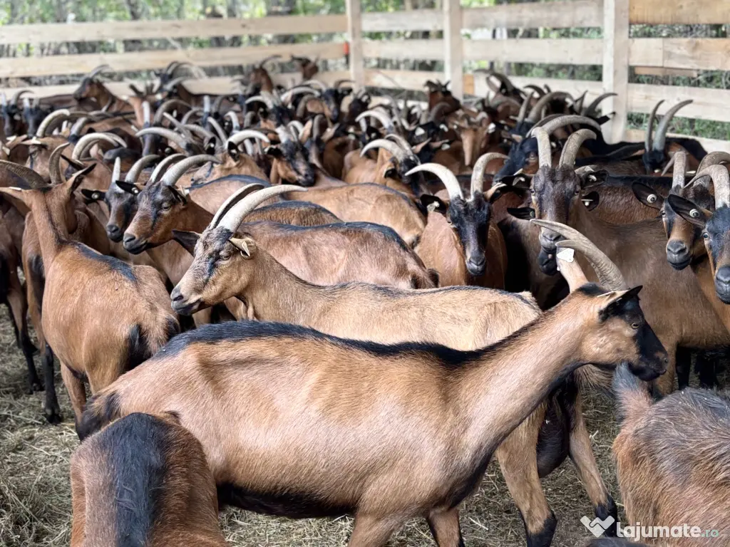 Lot capre alpine franceze si saanen 
