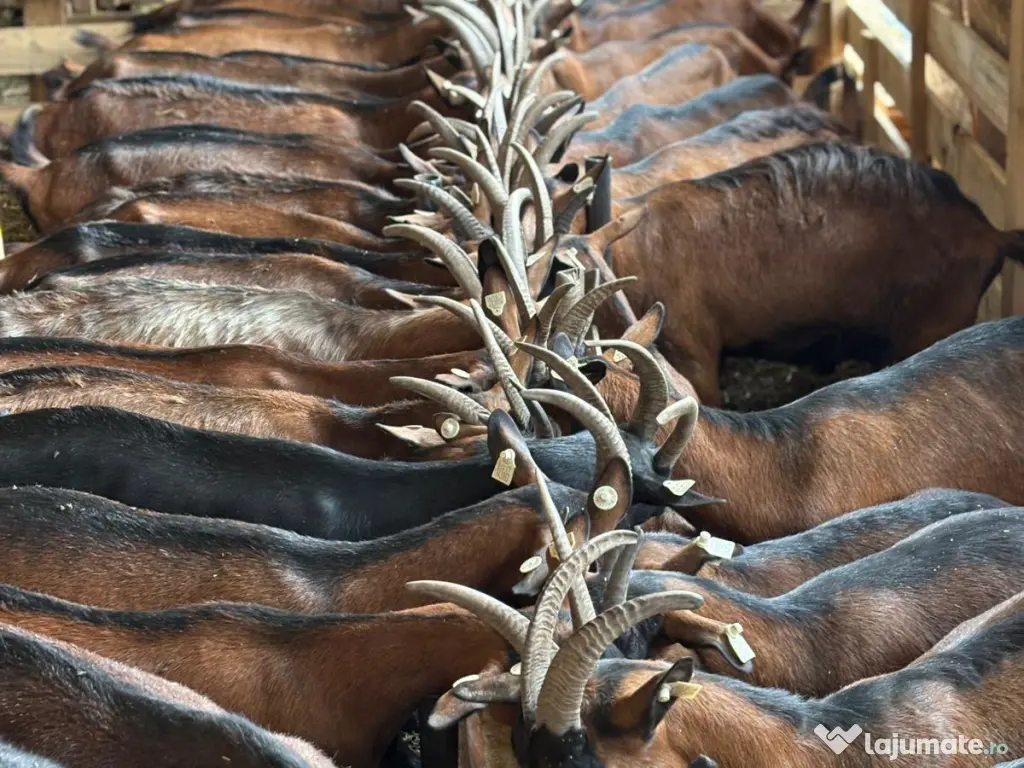 Lot capre alpine franceze si saanen 