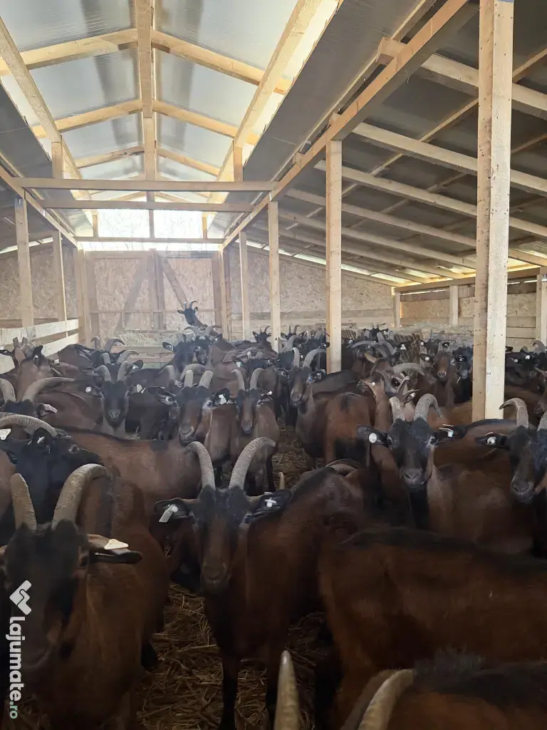 Lot capre alpine franceze si saanen 