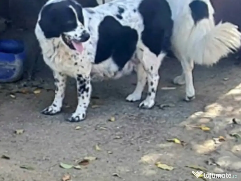 Ciobănesc de Bucovina 