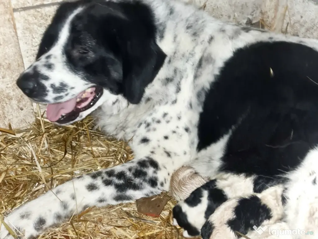 Ciobănesc de Bucovina 