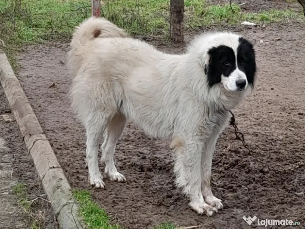 Vand mascul, ciobanesc de Bucovina!