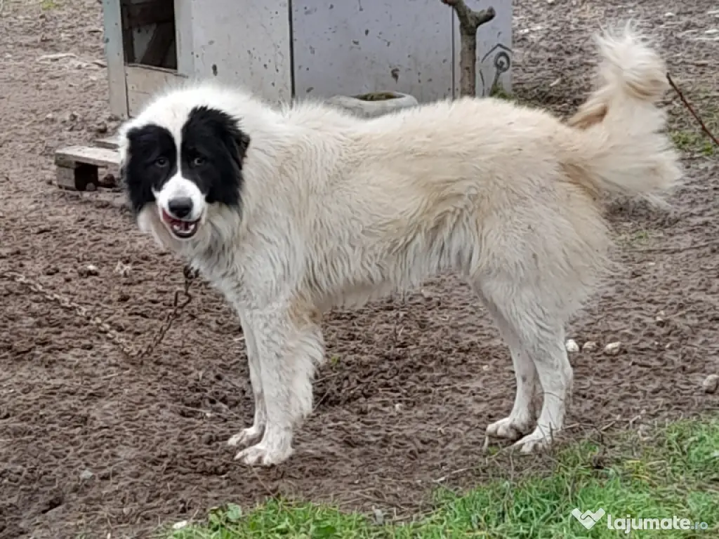 Vand mascul, ciobanesc de Bucovina!