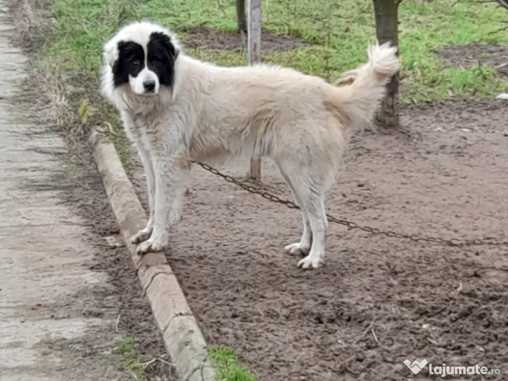 Vand mascul, ciobanesc de Bucovina!