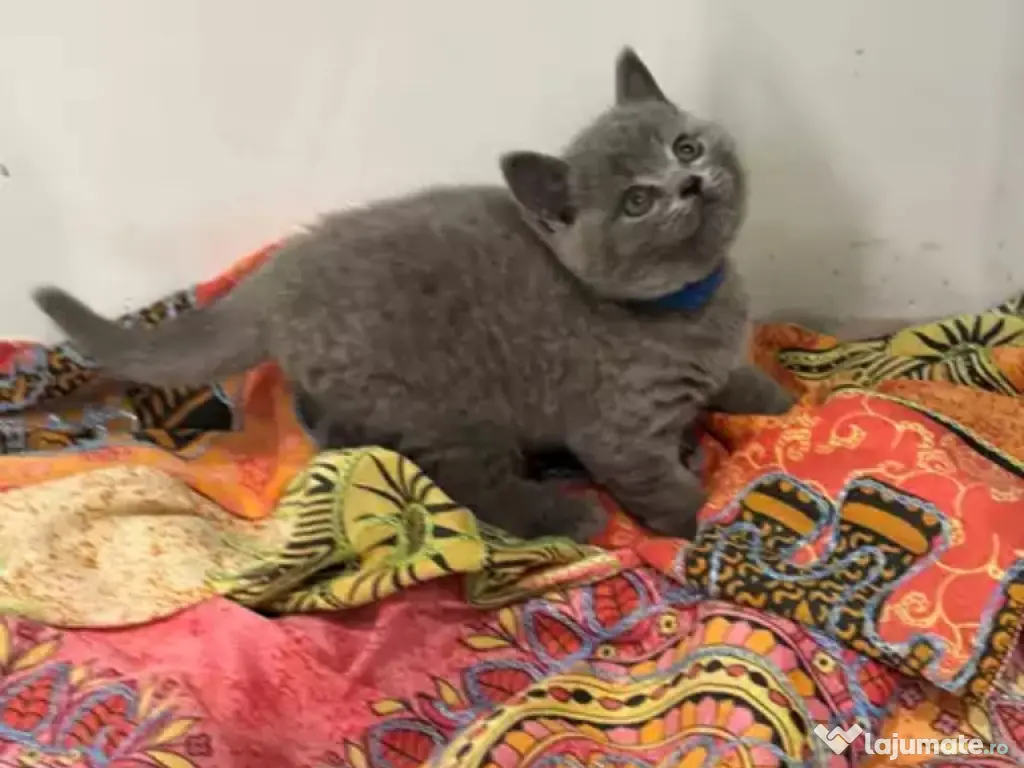 British shorthair pui superbi 