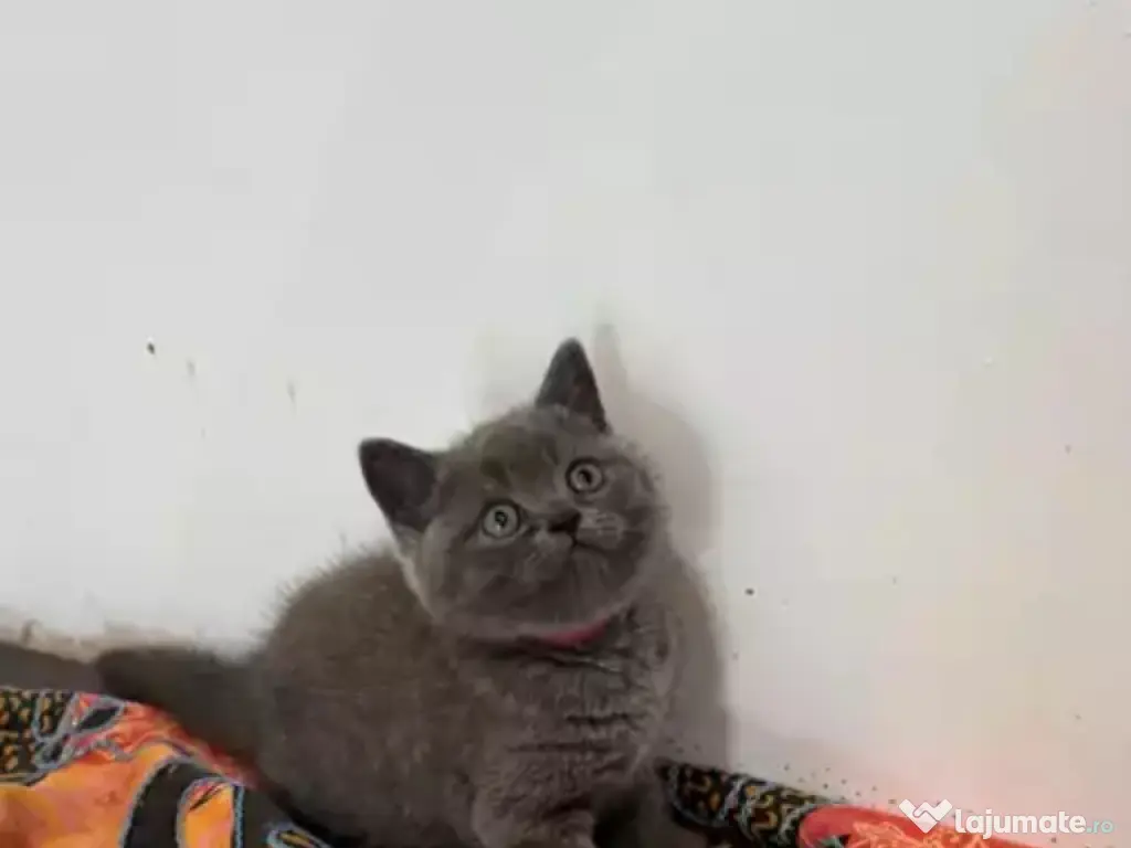 British shorthair pui superbi 