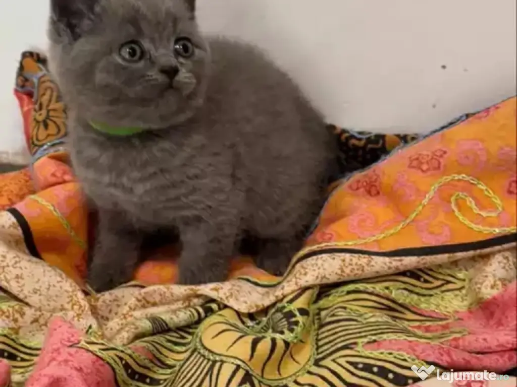 British shorthair pui superbi 