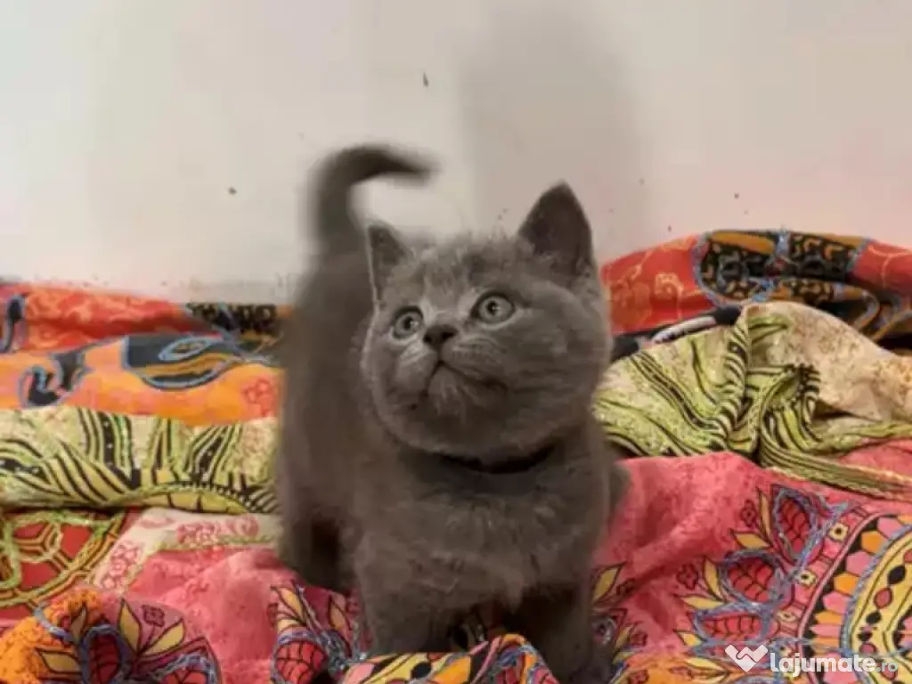 British shorthair pui superbi 