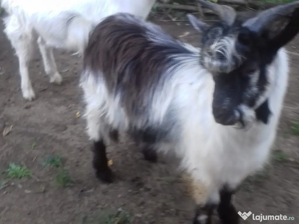Țapi de vânzare - Vârstă: 8 luni - Greutate: 38 kg-380 lei bucata-Tel:0749688522 