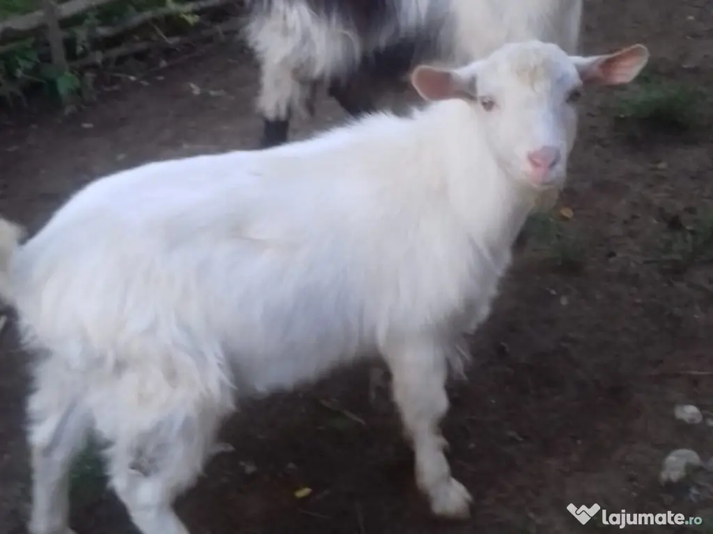 Țapi de vânzare - Vârstă: 8 luni - Greutate: 38 kg-380 lei bucata-Tel:0749688522 