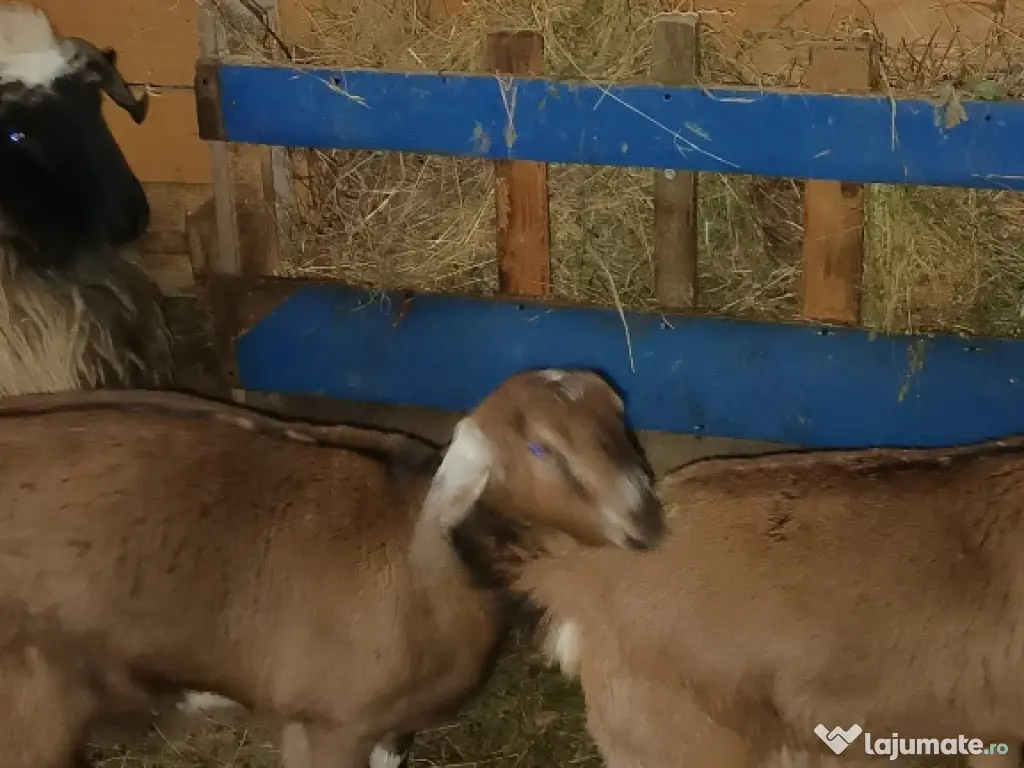 Vînd 2 ieduțe anglolubiene nu sunt gestante . 