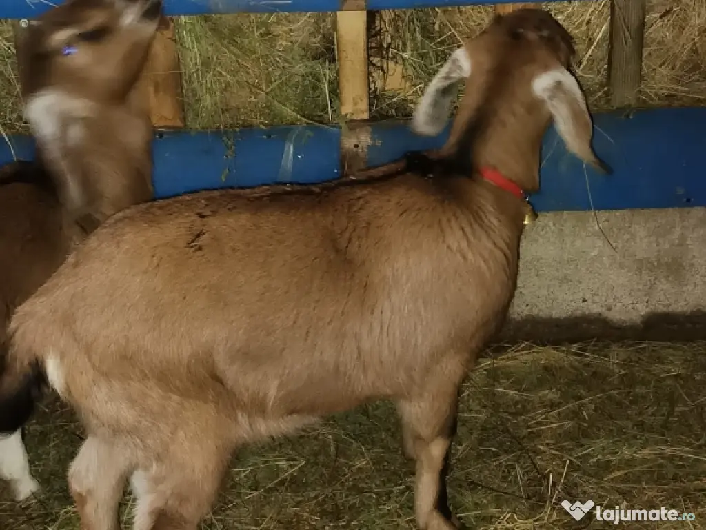 Vînd 2 ieduțe anglolubiene nu sunt gestante . 