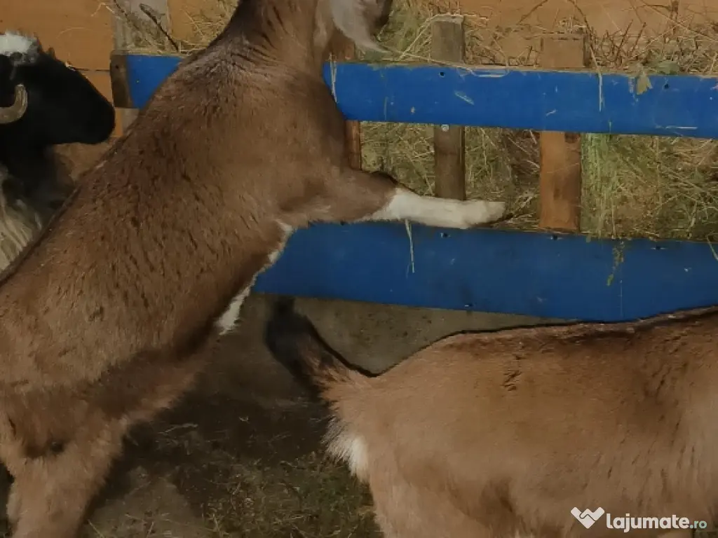 Vînd 2 ieduțe anglolubiene nu sunt gestante . 