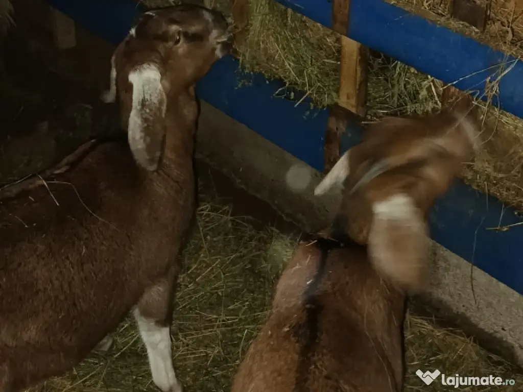 Vînd 2 ieduțe anglolubiene nu sunt gestante . 