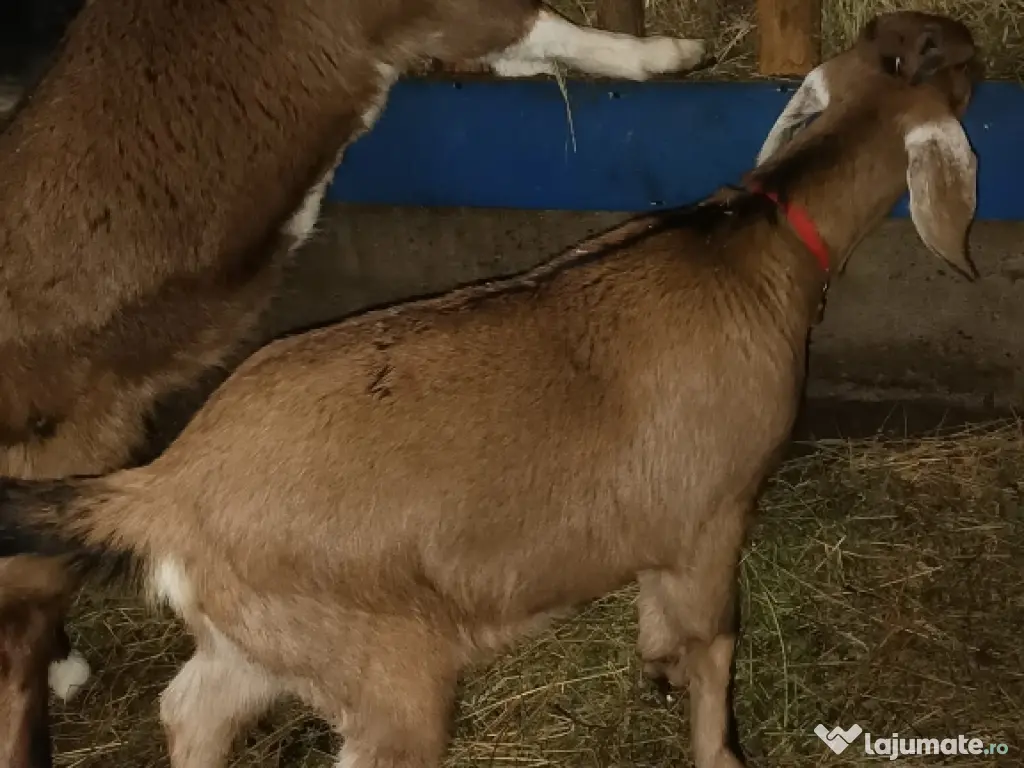 Vînd 2 ieduțe anglolubiene nu sunt gestante . 