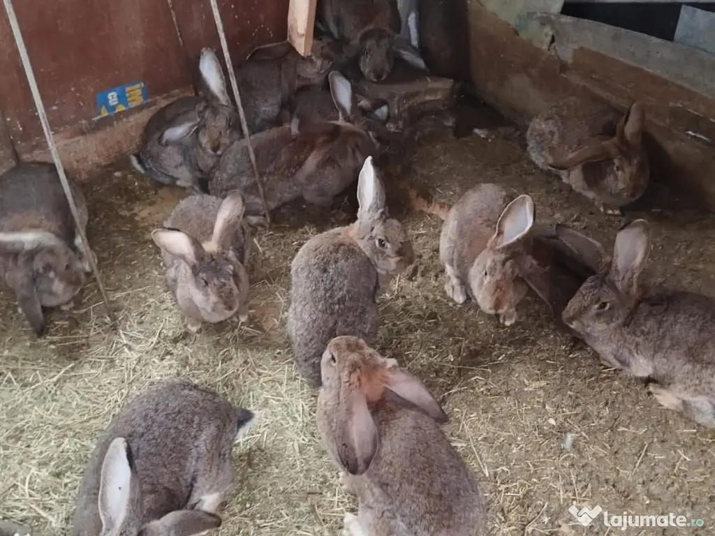 VÂND IEPURI 🐇 CRESCUȚI LA CURTE! RÂMNICU SĂRAT,JUDEȚUL BUZĂU PREȚ NEGOCIABIL 