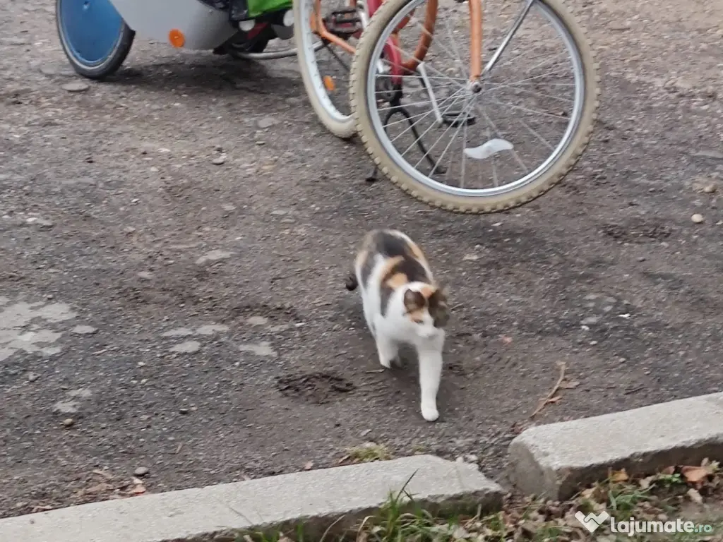 Remorcă bicicletă Leggero