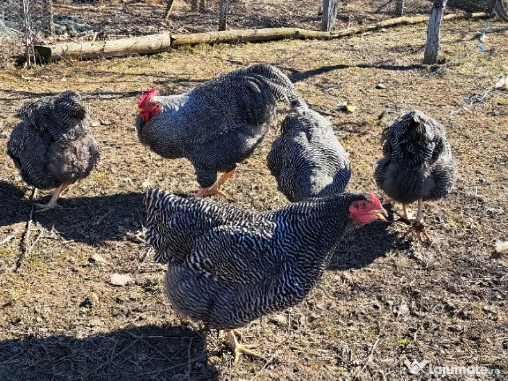 Oua pentru incubat Plymouth rock 