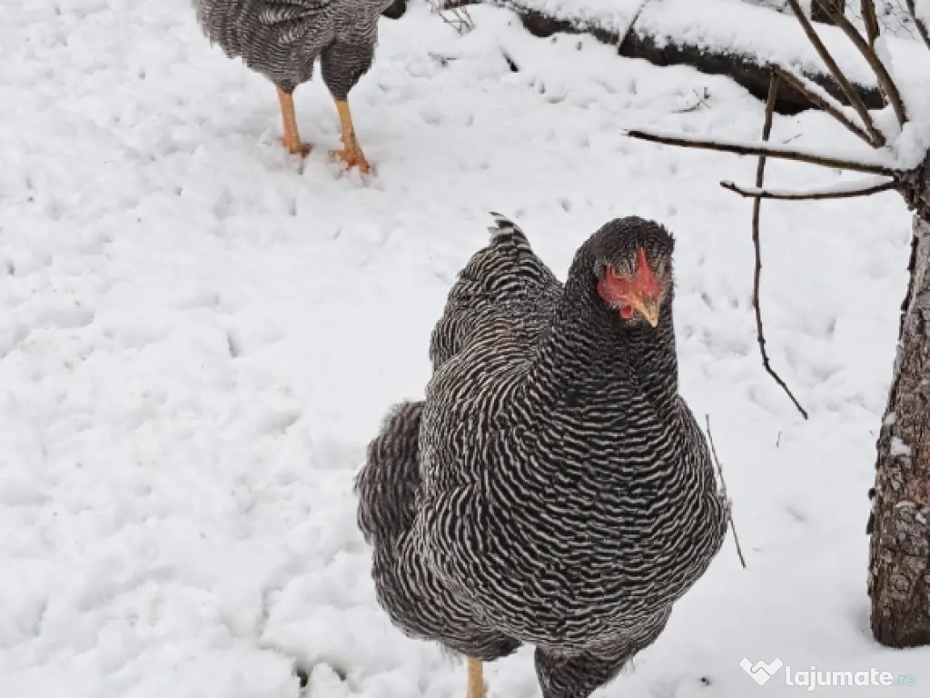Oua pentru incubat Plymouth rock 