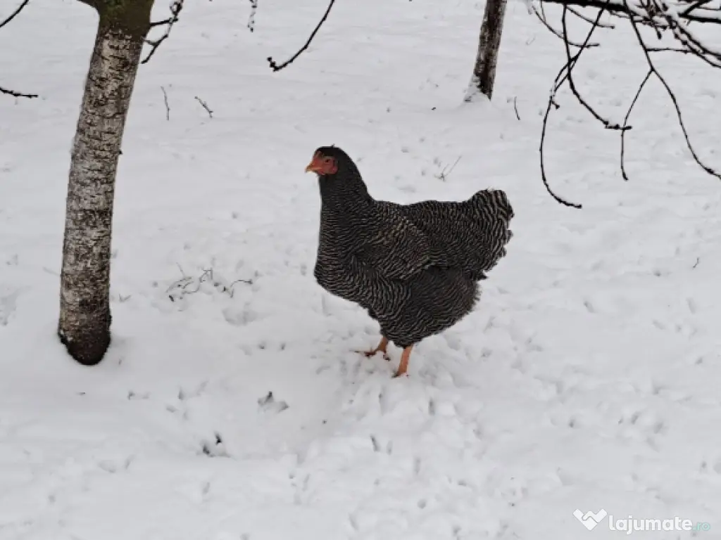 Oua pentru incubat Plymouth rock 