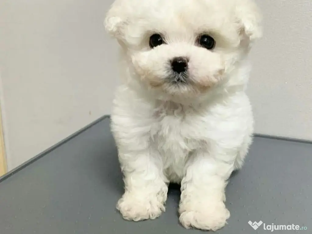 Caniche poodle mini toy alb 