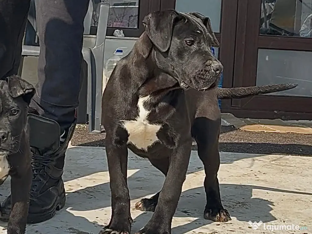 Femele Cane Corso